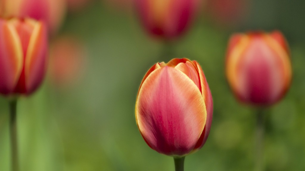 hoa tulip 8225625